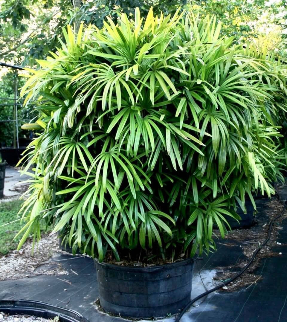 Raphis Palm